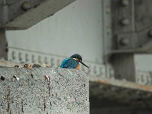 河合橋 1月19日