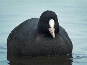 オオバン 1月28日 御影橋上流