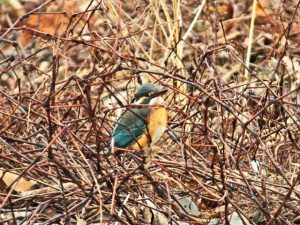 カワセミ♀1月29日 御影橋下流