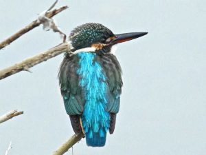 カワセミ♀