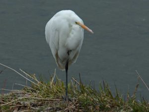 ダイサギ 1月28日 御影橋下流