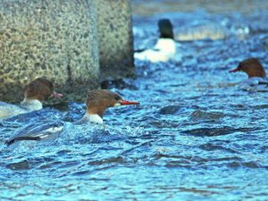 蓼倉橋上流 1月11日 カワアイサ ♂1羽 ♀6羽