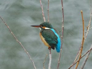丸太町橋上流 1月17日 カワセミ♀