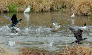 カワウと同じように助走して飛びたつ