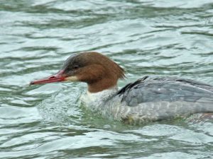 御池大橋 1月17日 カワアイサ♀0117A