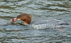 河合橋 1月6日 カワアイサ♀B