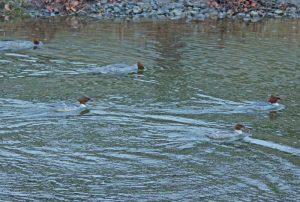 河合橋上流 1月3日 カワアイサ♀