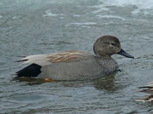 オカヨシガモ♂ 1月19日 河合橋上流