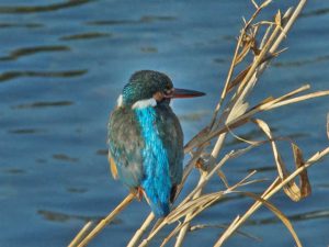 カワセミ♀ 1月25日 賀茂大橋下流