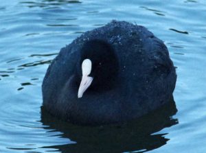 オオバン 1月13日 御影橋上流