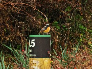 ジョウビタキ 1月28日 御影橋