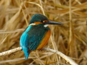 カワセミ♂ 1月1日 河合橋