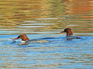 御影橋下流 1月10日 カワアイサ♀