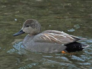 オカヨシガモ♂ 1月27日 河合橋上流