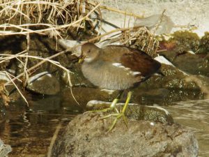 バン♀ 1月30日 御影橋上流