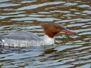 河合橋上流 1月18日 カワアイサ♀