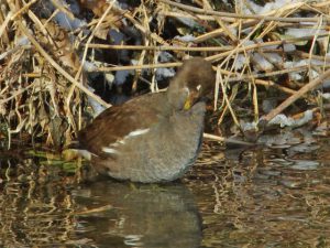 バン♀ 1月25日 御影橋上流