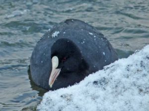 オオバン 1月27日 御影橋上流