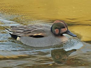 河合橋上流 1月18日 オナガガモと一緒に行動