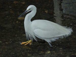 コサギ 1月5日 河合橋