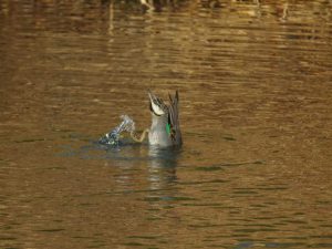 コガモ♂ 1月9日 御影橋