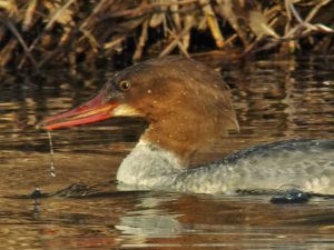 カワアイサ♀ 1月2日 河合橋上流