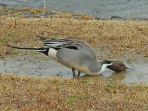 加茂大橋下流 1月17日 オナガガモ♂