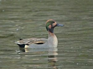オナガガモのつもりでいる 1月19日 河合橋上流