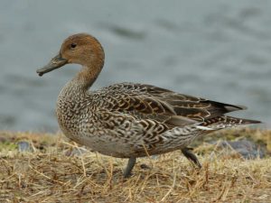 オナガガモ♀