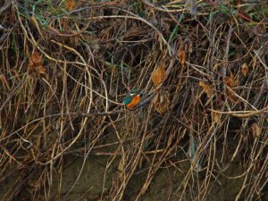 カワセミ♂ 1月9日 御影橋