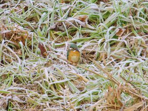 カワセミ 1月15日 御影橋下流