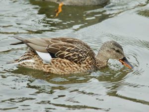 オカヨシガモ♀ 1月28日 河合橋上流