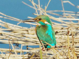 カワセミ♂ 1月11日 出町橋