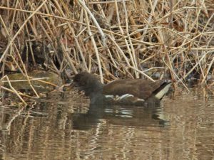 バン♀ 1月28日 御影橋上流
