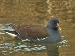バン♂ 1月28日 御影橋上流