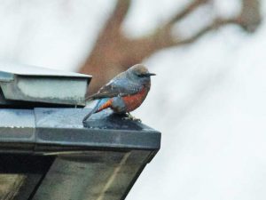 イソヒヨドリ♂ 1月28日 御影橋