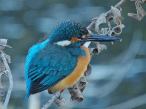 カワセミ♂ 河合橋 1月13日
