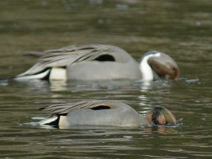 身体は小さいがオナガ♂と同じような行動