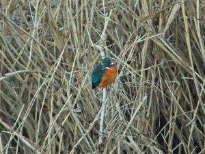 カワセミ♂ 1月10日 御蔭橋上流