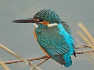 カワセミ♂ 1月22日 河合橋