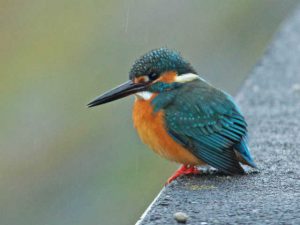 カワセミ♂ 1月23日 河合橋