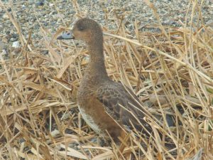ヒドリガモ♀ 1月26日 御影橋下流