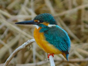 カワセミ♂ 1月2日 河合橋