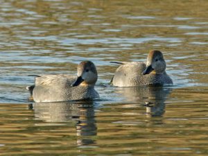 オカヨシガモ♂ 1月20日 加茂大橋下流