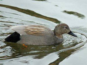 オカヨシガモ♂ 1月28日 河合橋上流