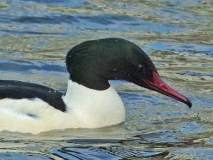 カワアイサ♂1羽 ♀6羽 1月2日 高野橋