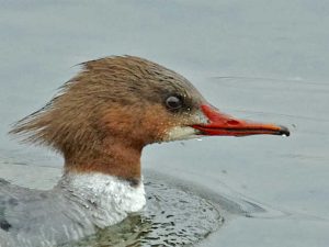 カワアイサ♀0119B-R