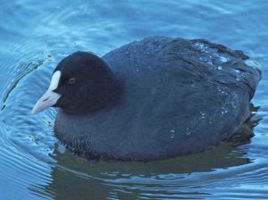 オオバン 1月12日 御影橋上流