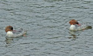 河合橋 1月6日