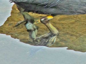 足